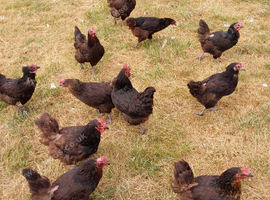 Chickens, laying hens