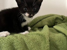 Kittens for sale 3x