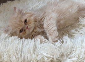 Beautiful ginger Persian kitten