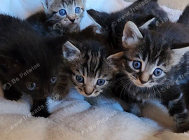 4 beautiful female kittens for sale