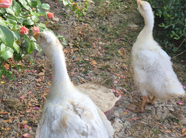 7 week old Goslings