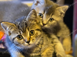 Adorable British shorthair kittens