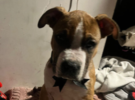 14 week American bully cross staffy