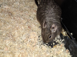 Female Degus For Sale