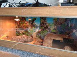 Beaded dragon Viv only 3 months old
