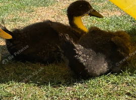 Magpie ducks