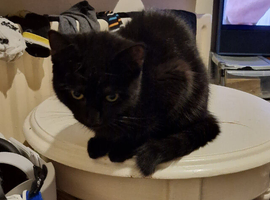 Sooty looking for his forever home