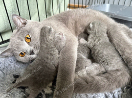 Stunning British short haired female kitten