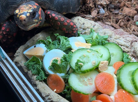 redfooted tortoise
