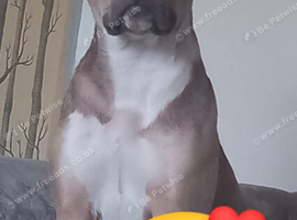 Beautifull litter of 5 males 1 female americall bulldog x great dane/irish staff