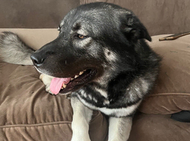 Gerbian shepsky for rehoming