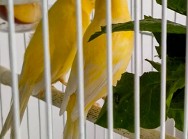 Two young roller hens ** One available**