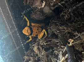 Variety of dart frogs different colours