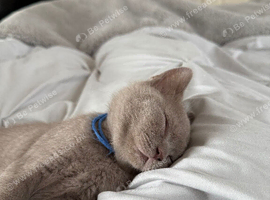 British shorthair kitten