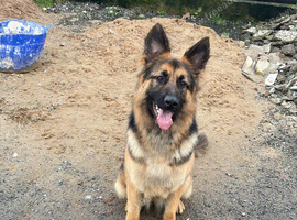 2 year old female german shepherd