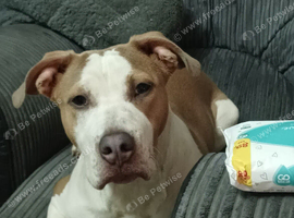 Staffy bitch 7 months old