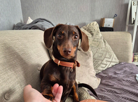 Mini Dachshund for stud