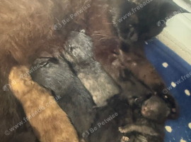 Mixed British shorthair kittens