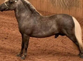 Full American stallion
