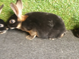 Stunning litter of rex rabbits