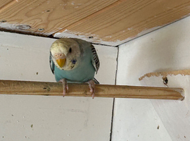young budgies for sale