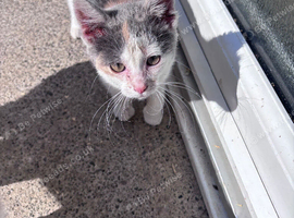 Gorgeous Kitten