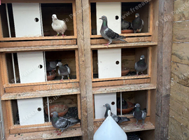 Quality racing pigeons