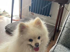 STUNNING POM BEAR BOY