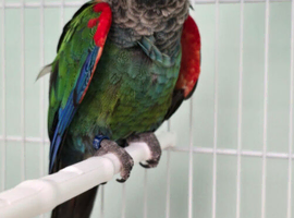 Pearly Conure & Rose crown Conures