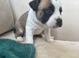 JR Staff X Staffy Lurcher Puppies