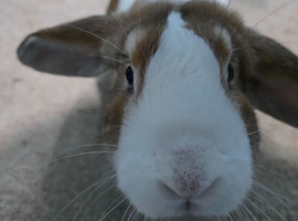 Holland Lop/ mini Lop mixed