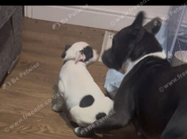 Staffordshire bull terriers