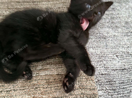 Black little kitten