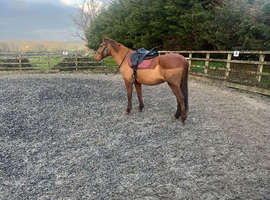 Looking for nice allrounder for a 14 yr old girl