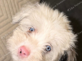 Yorkiepoos for sale