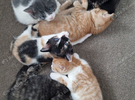 Lovely kittens for sale