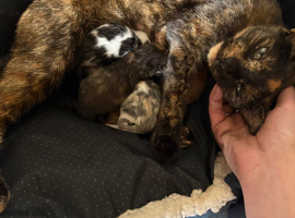 2 beautiful kittens ready now