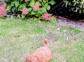 Toy poodle girl 15 weeks old - Red