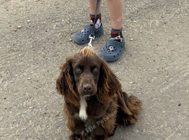 Female cocker spaniel