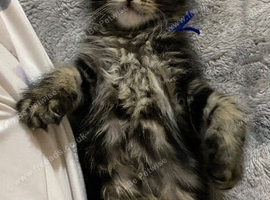 TICA registered Maine Coon kitten from health tested parents