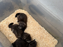 Black EU ferrets
