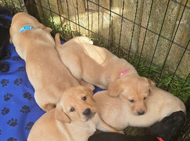 Stunning working Labrador puppies