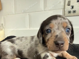 Miniature Dachshund Puppies