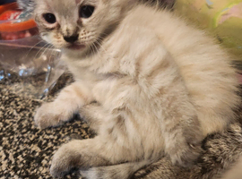 Lynks point siamese