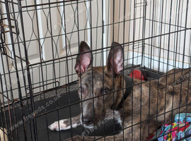 Deerhound cross greyhound for sale