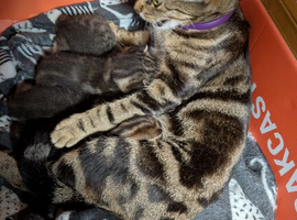 Gorgeous kittens for sale