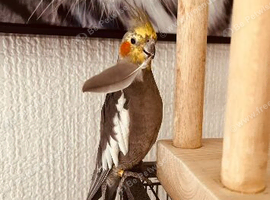 Cockatiel