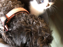Bengal cross kittens-think they are dogs