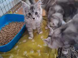 Male kittens ready to leave shortly