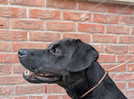 PROVEN Working patterdale terrier for Stud.